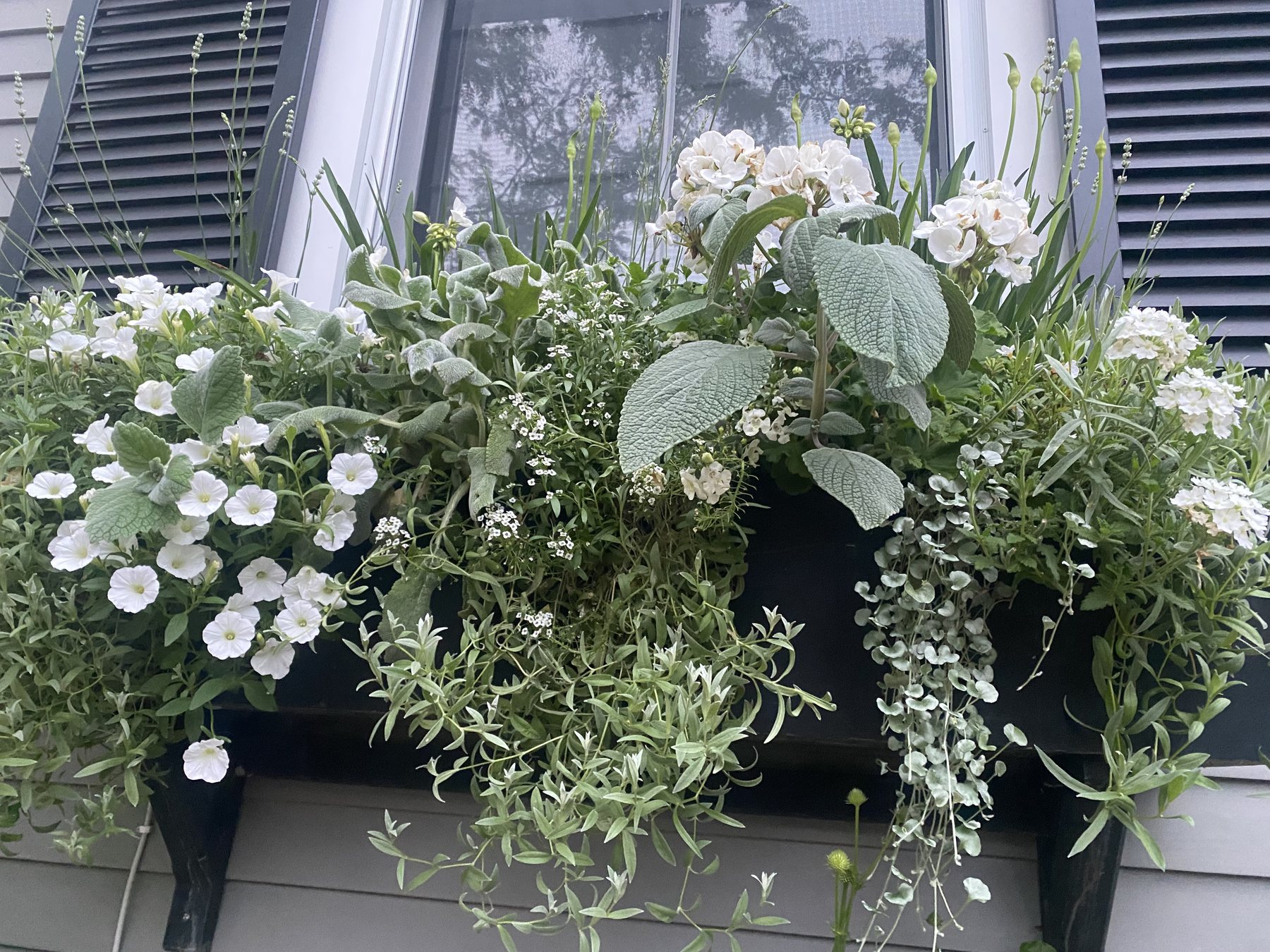 All-white window box with white petunias, silver foliage and trailing greens beneath black shutters on gray clapboard