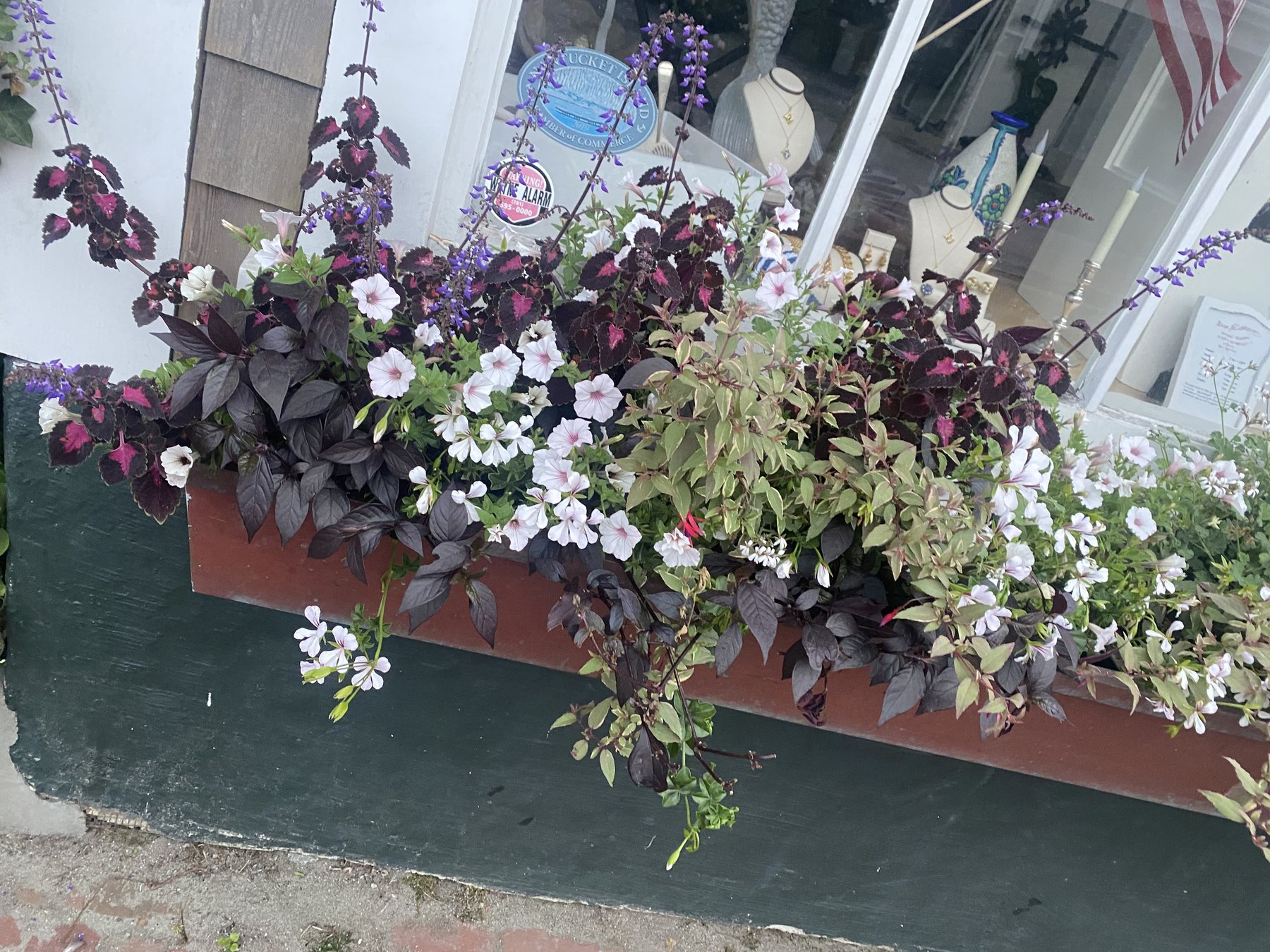 Window box on a Nantucket shop with deep burgundy foliage, white blooms and purple salvia spikes