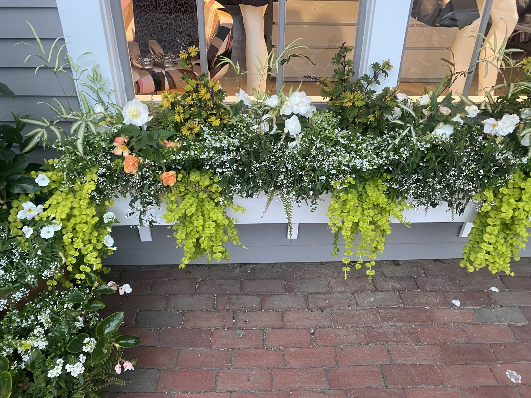 White window box of chartreuse creeping jenny, white petunias and peach flowers above a brick sidewalk