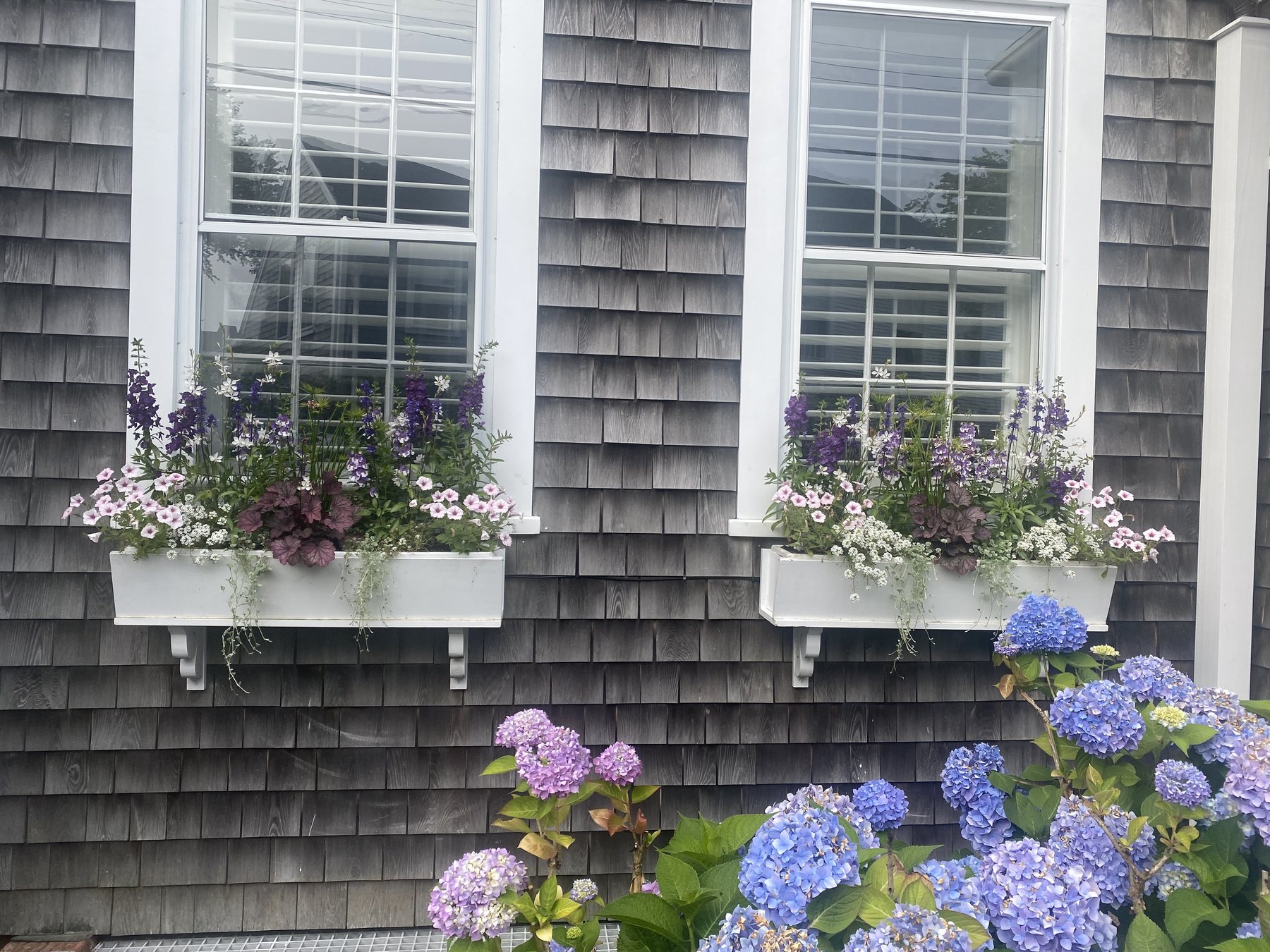 Gray cedar-shingle Nantucket cottage with white window boxes of purple and pink flowers above blue and lavender hydrangeas