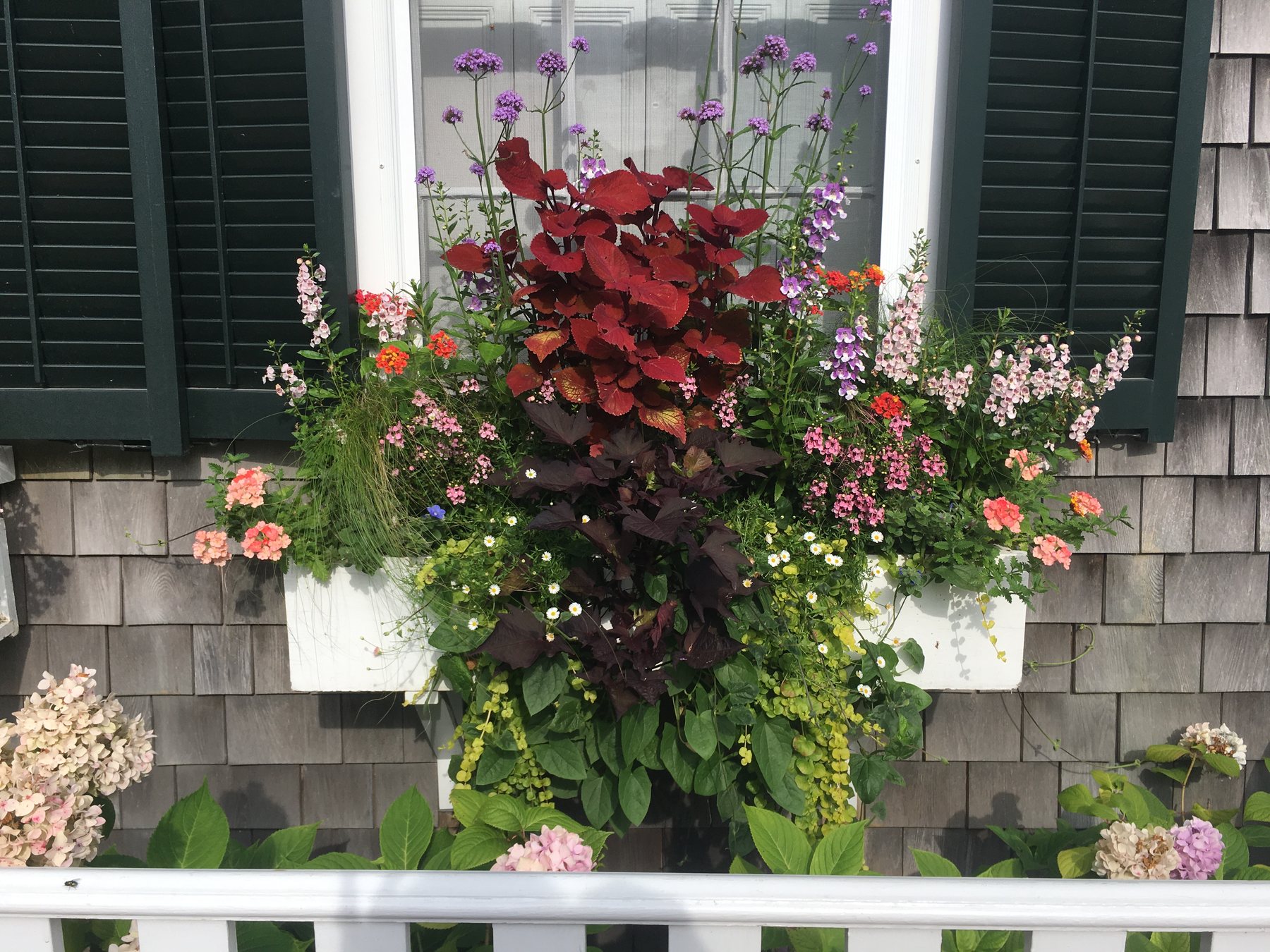 Bold window box of red coleus, coral geraniums, pink flowers and purple verbena on a gray shingle house with hydrangeas