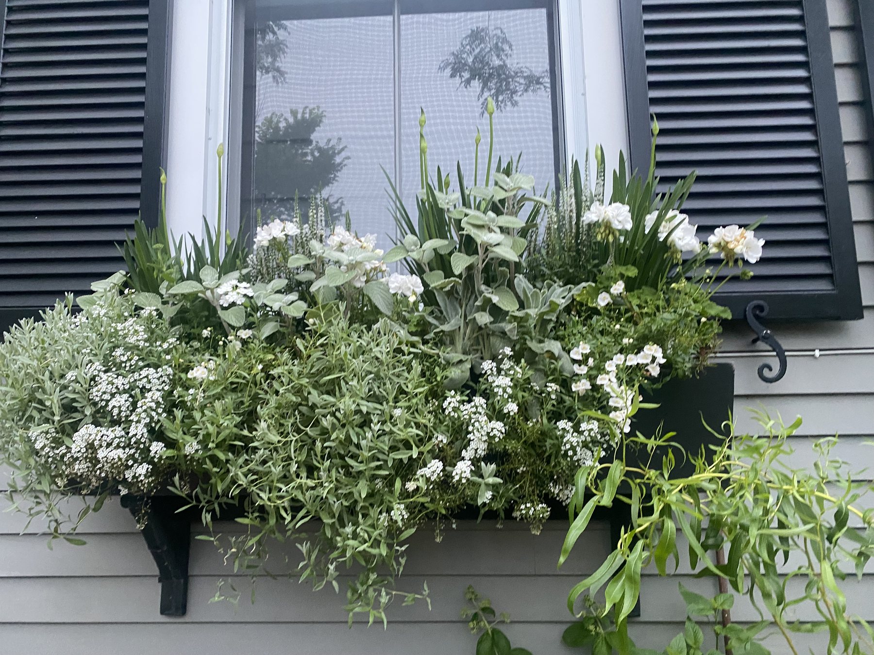 White window box with sweet alyssum, white blooms and silver leaves under black shutters